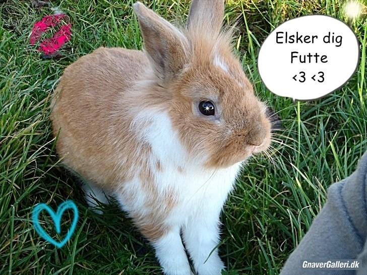 Kanin  ¨˜°º•¤ Stald Kiwis Futte ¤•º°˜¨  billede 18