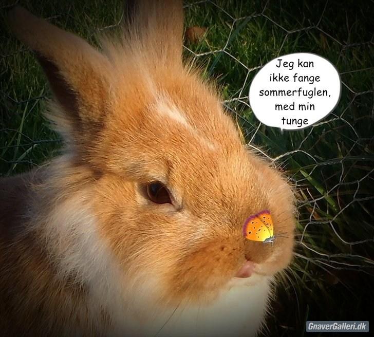 Kanin  ¨˜°º•¤ Stald Kiwis Futte ¤•º°˜¨  billede 11