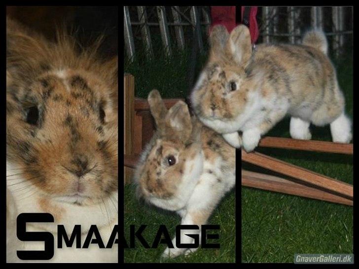 Kanin ¨˜°º•¤ Stald Kiwis Småkage R.I.P ¤•º°˜¨  billede 1