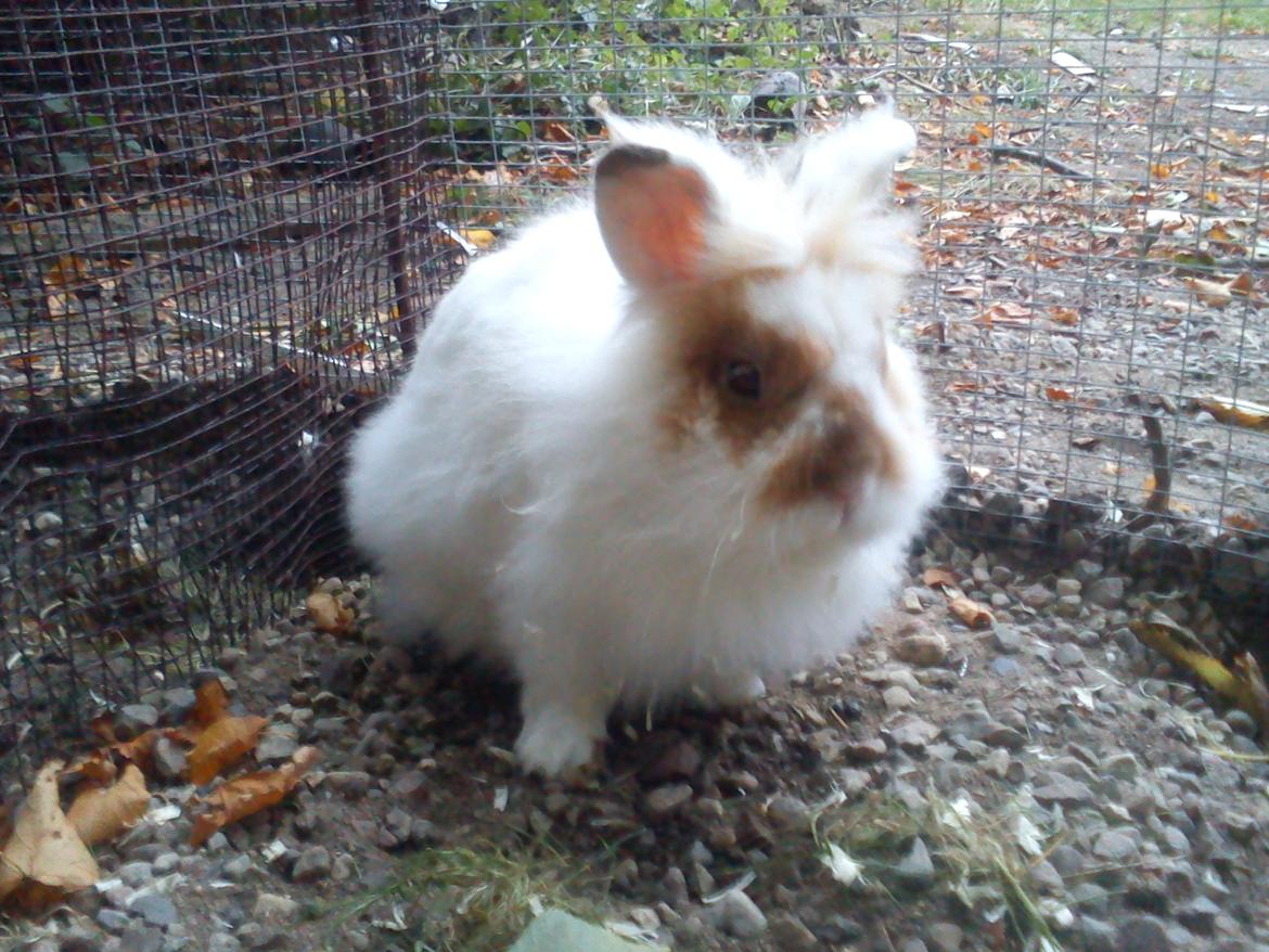 Kanin Nullerbullerbob (Angora) billede 5