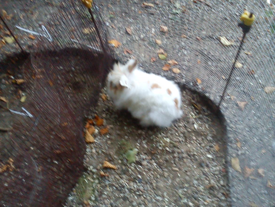 Kanin Nullerbullerbob (Angora) billede 7