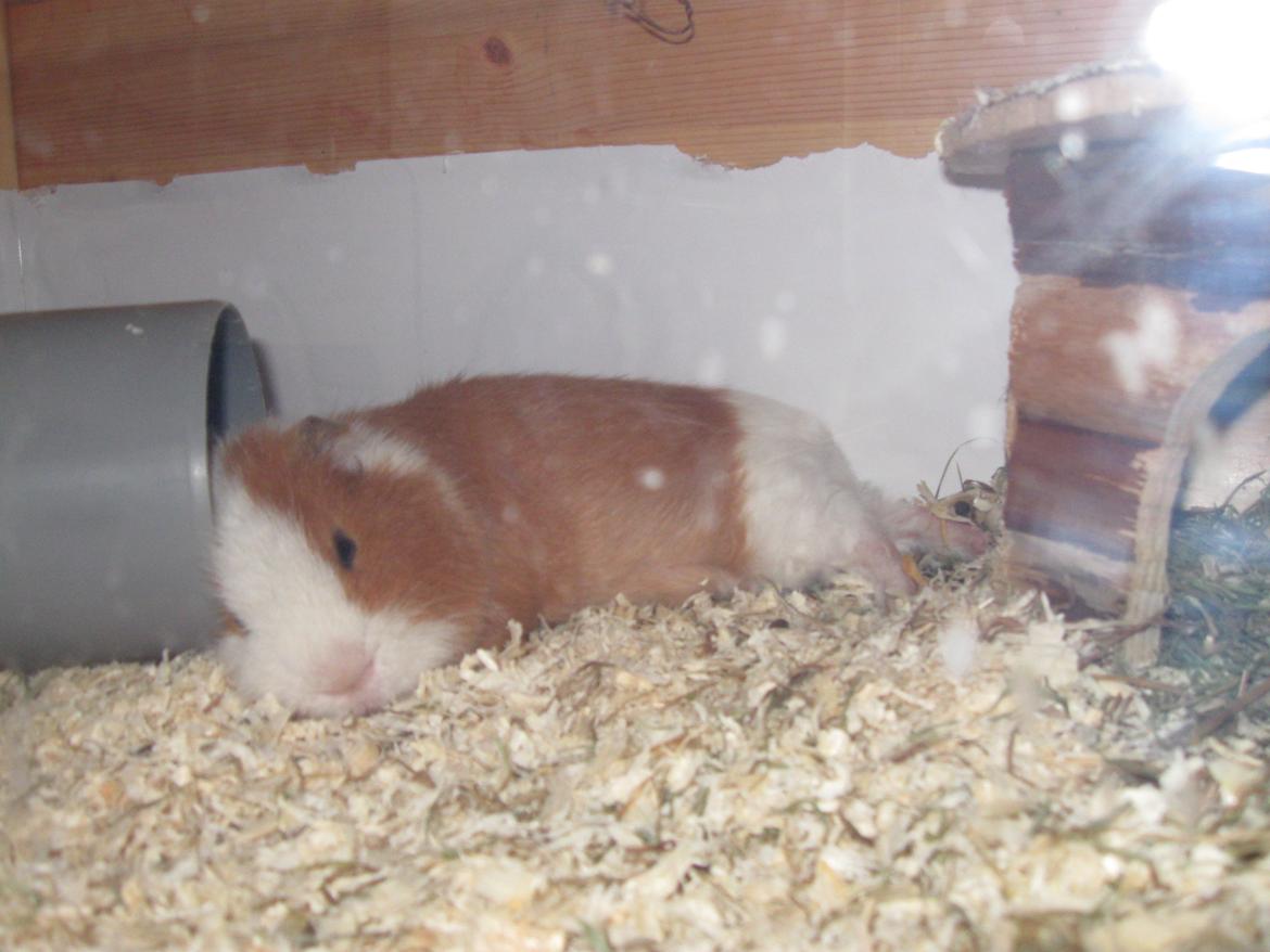 Marsvin Eddie - zZzzz... billede 5