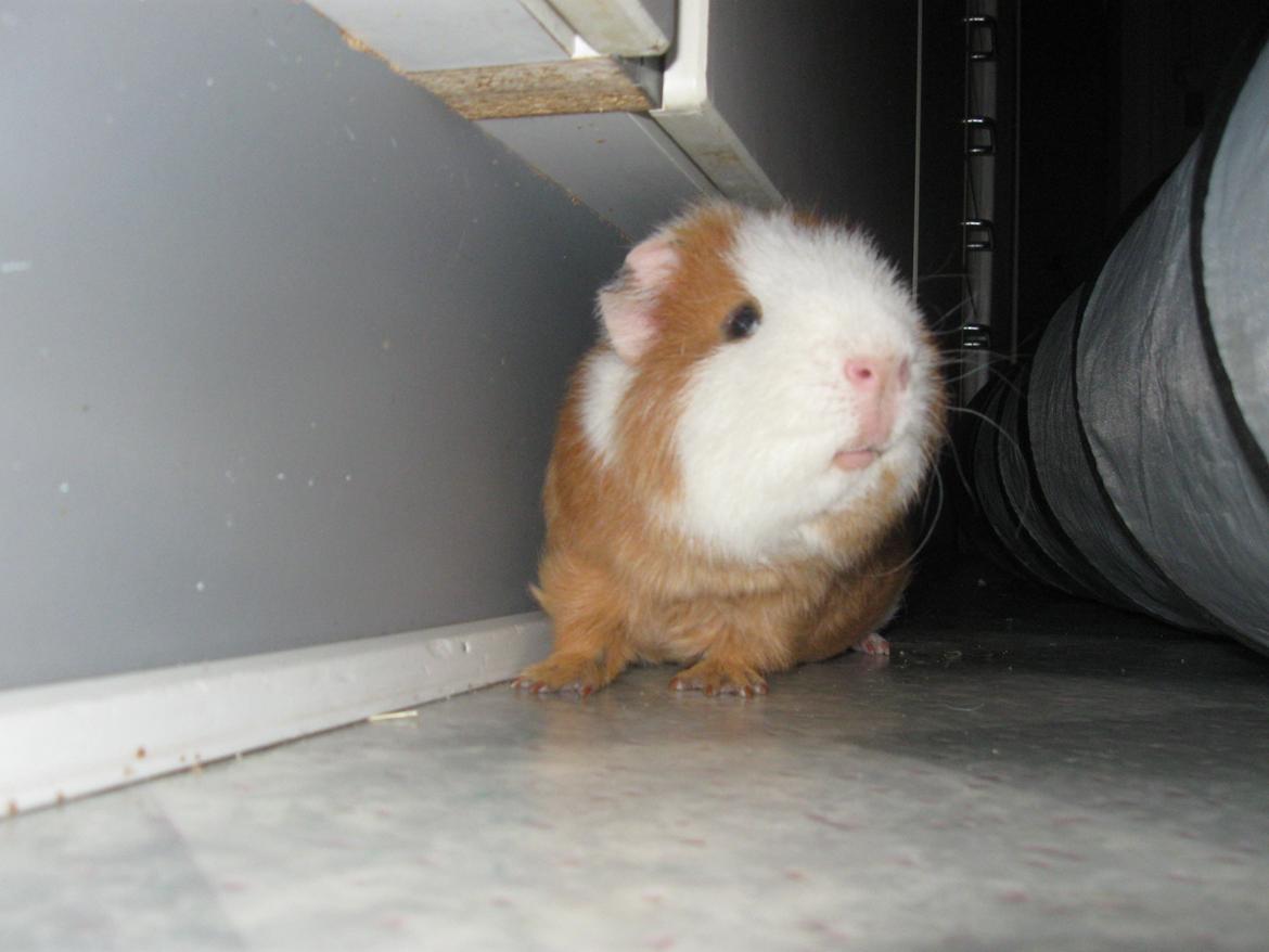 Marsvin Eddie - Eddie er ude og blive luftet billede 7