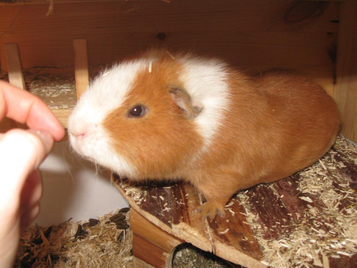 Marsvin Eddie - Man er vel altid lækkersulten :) billede 8