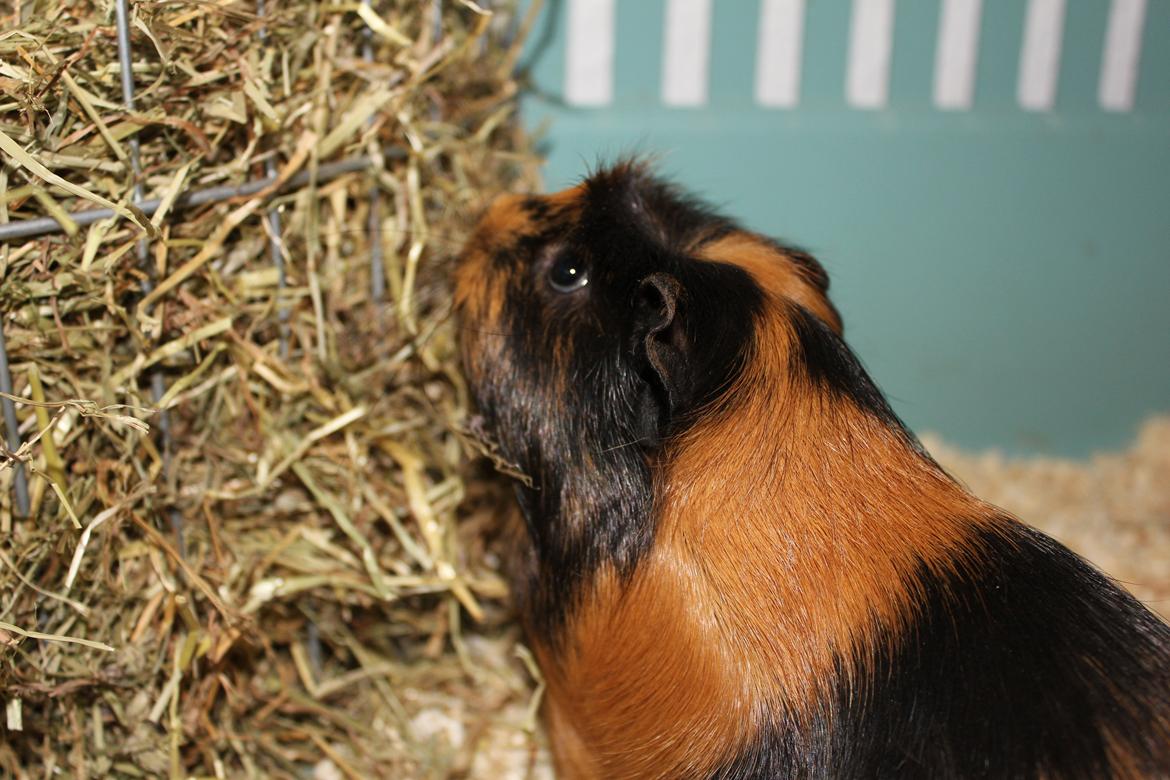 Marsvin Chobby - Skønt med noget hø..:D billede 2