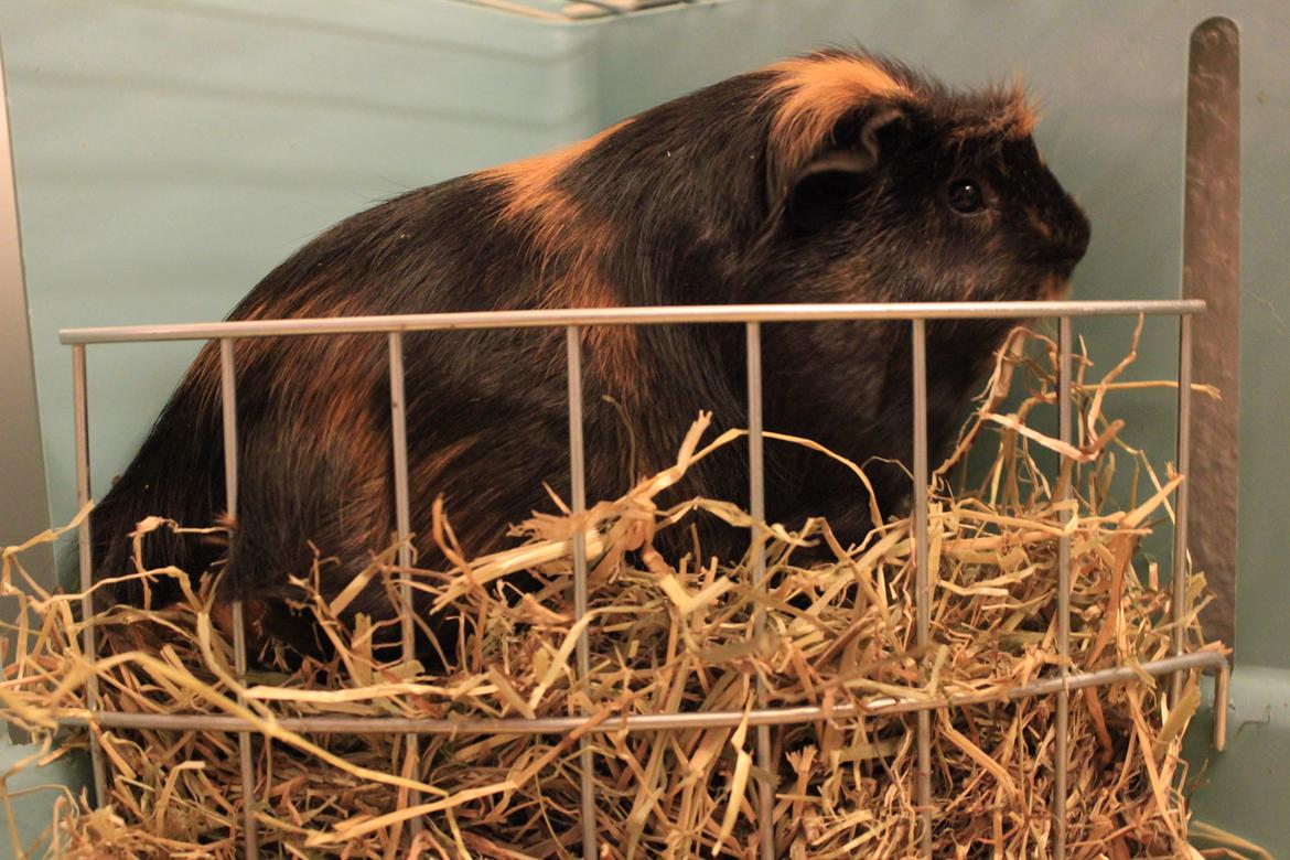 Marsvin Chobby - Hun tager lige en slapper i høhækken..:-D billede 3