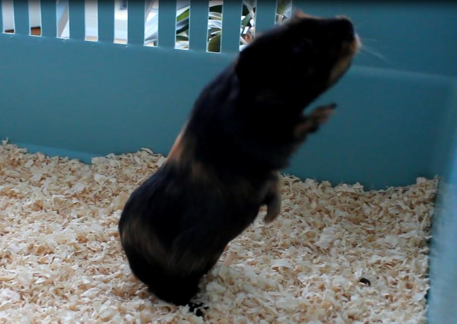 Marsvin Chobby - Hun står på bagben..(-: billede 4