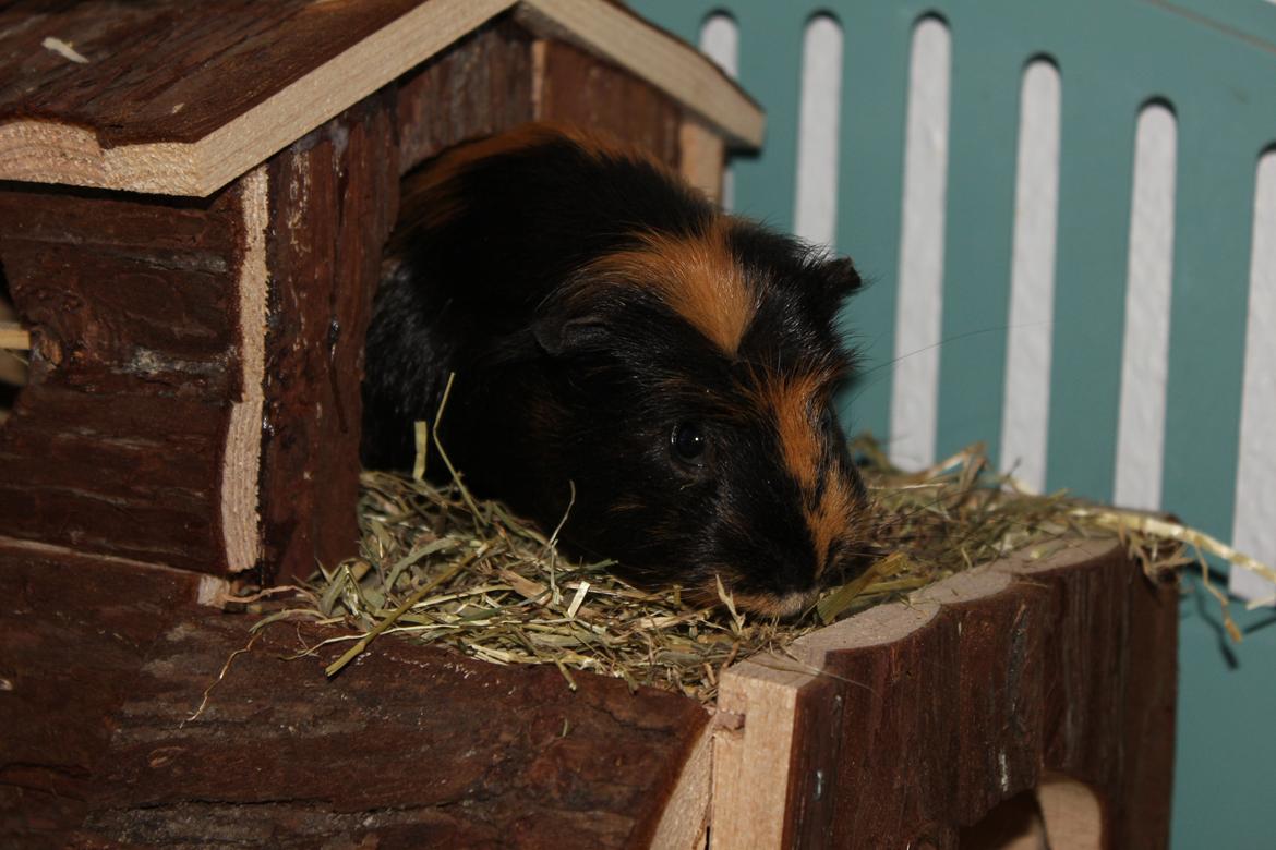 Marsvin Chobby - I sit hus..;D billede 1