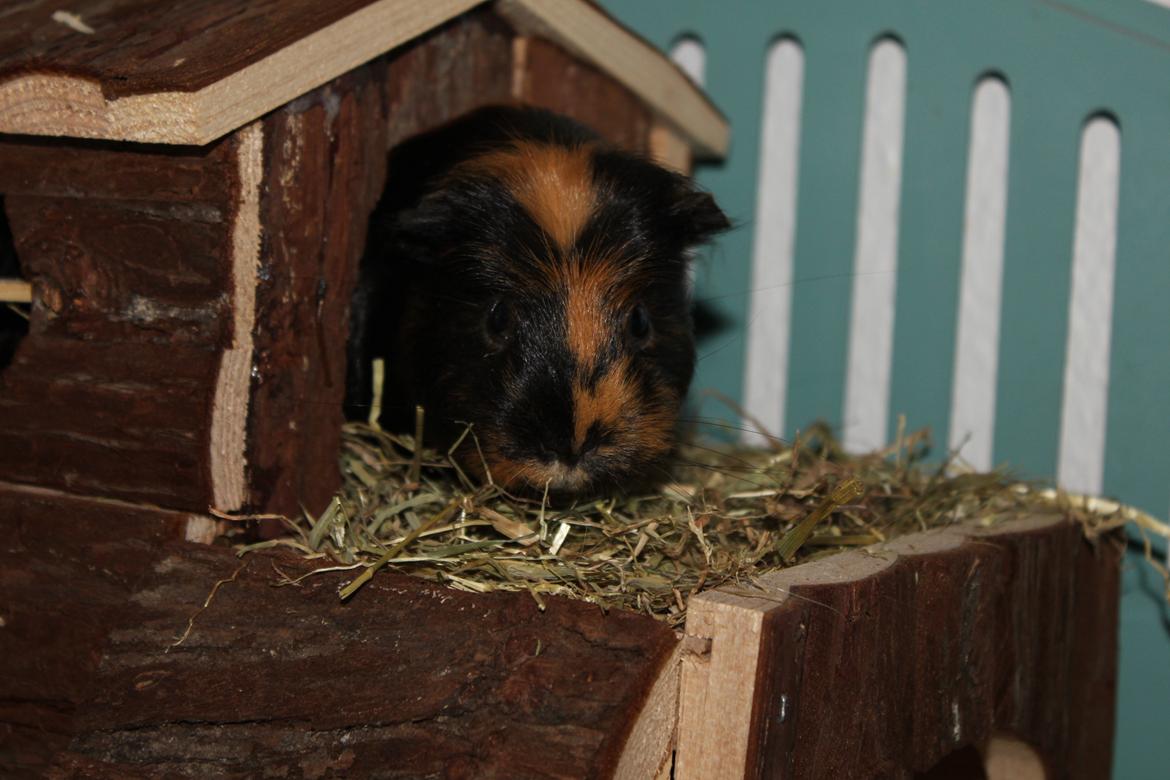 Marsvin Chobby - I sit hus igen..xD billede 5