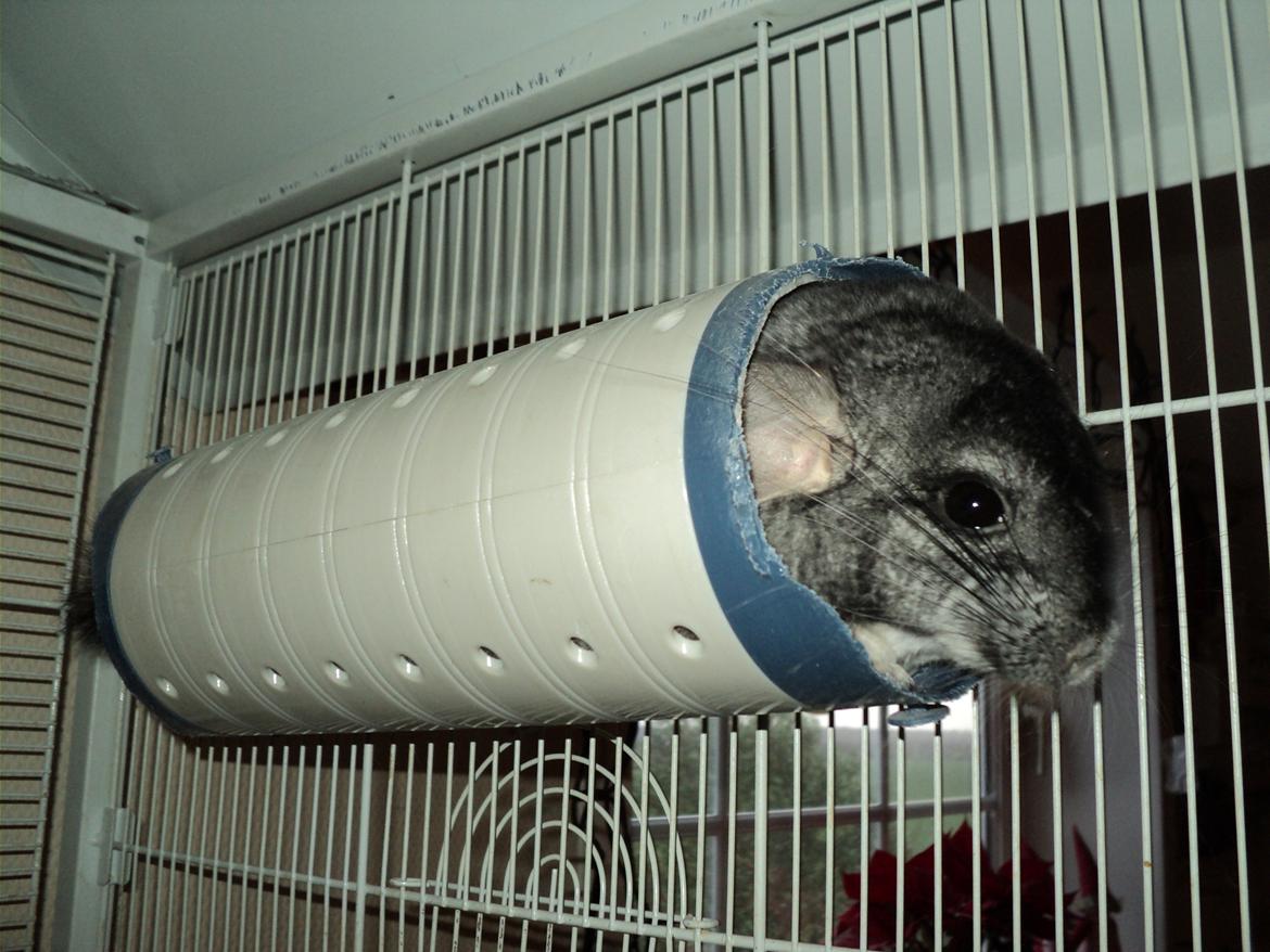 Chinchilla zipo billede 18