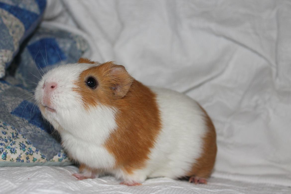 Marsvin Nelly billede 11