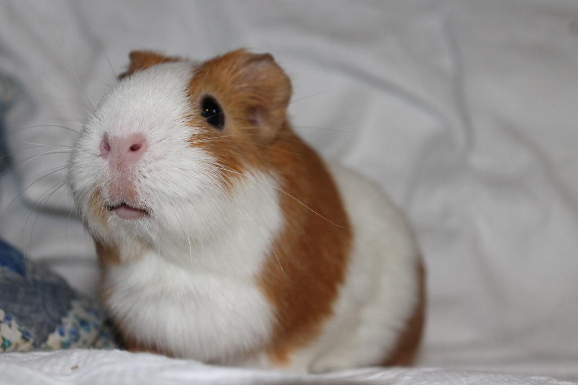 Marsvin Nelly billede 12