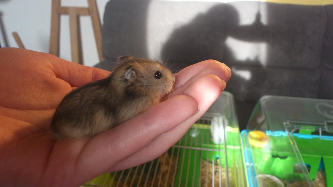 Dværghamster Mumle - Mumle, ca. 2½ uge gammel, da jeg "kom til" at forelske mig ham ;) billede 1