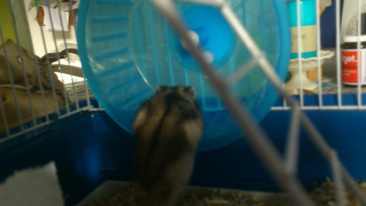 Dværghamster Mumle - Mumle prøver at kravle op i sit hjul. billede 2