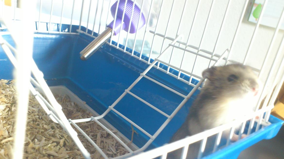 Dværghamster Mumle billede 3