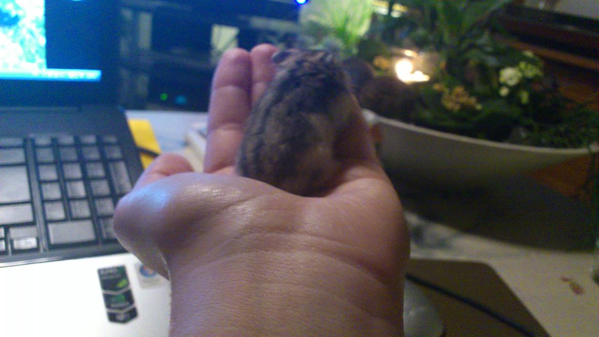 Dværghamster Mumle billede 4