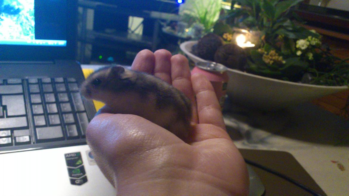 Dværghamster Mumle billede 5