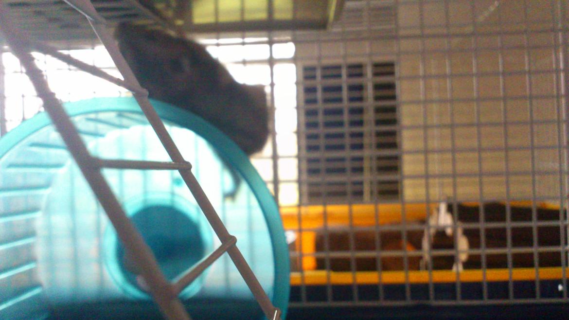 Dværghamster Mumle billede 6