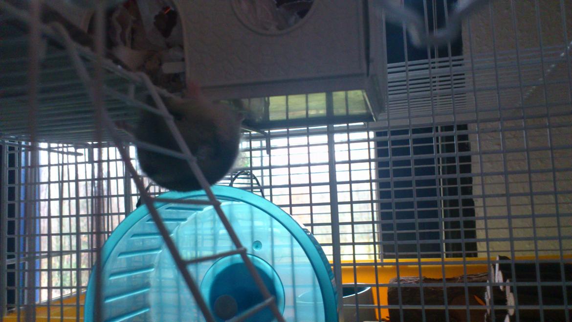 Dværghamster Mumle billede 7