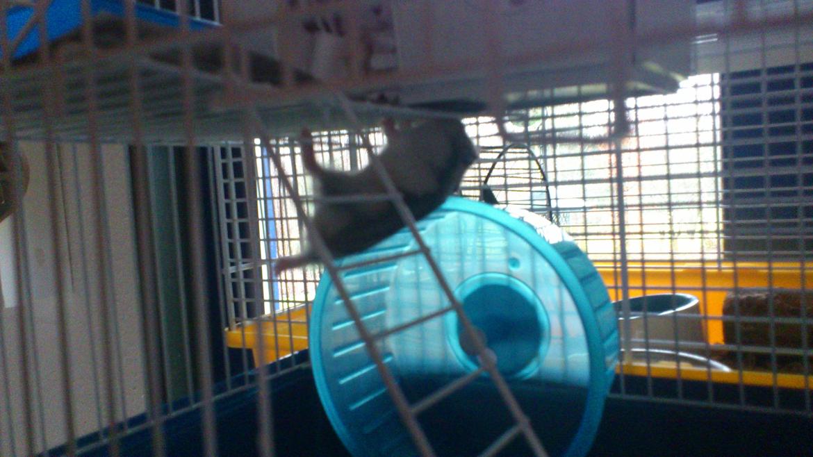 Dværghamster Mumle - Mumle hænger ud, han har ikke fundet ud af at bruge sin stige endnu :b billede 8