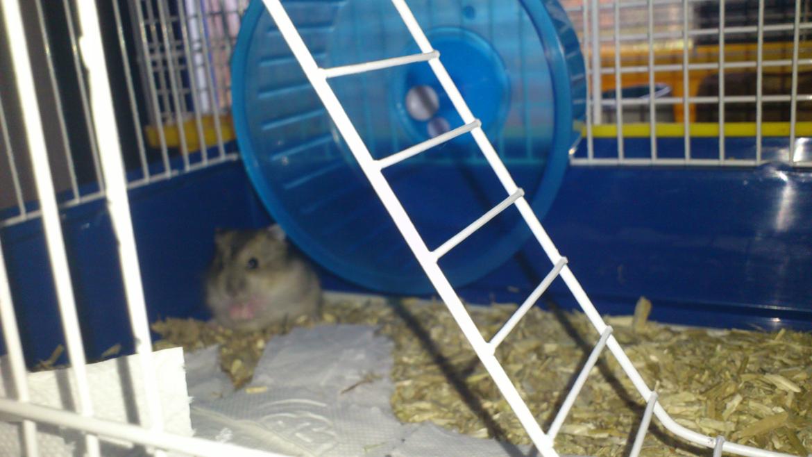 Dværghamster Mumle billede 9