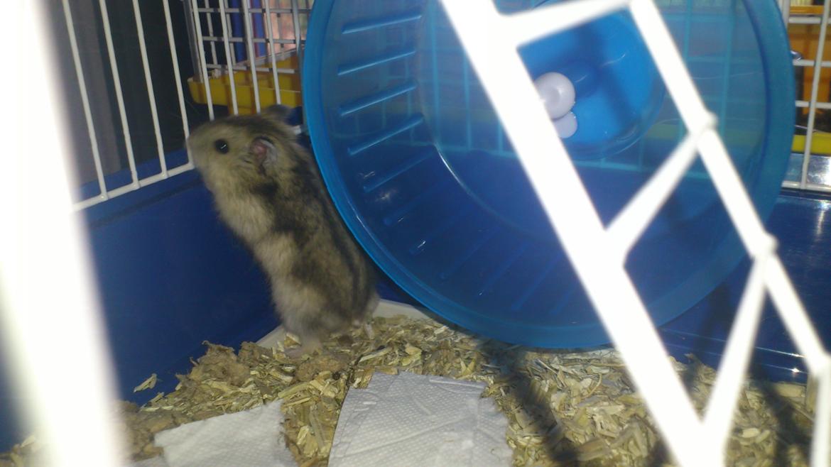 Dværghamster Mumle billede 10