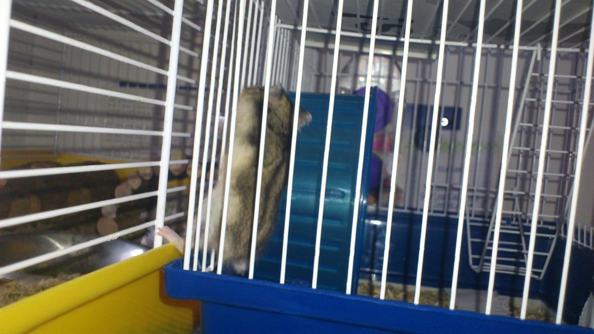 Dværghamster Mumle billede 11