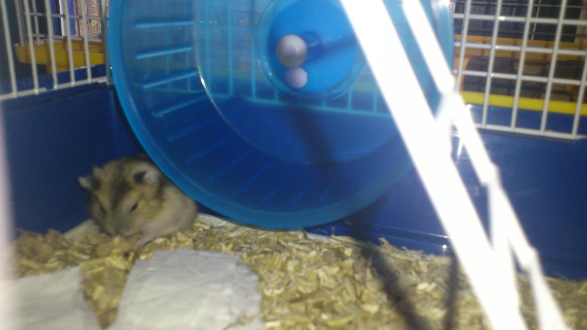 Dværghamster Mumle billede 12