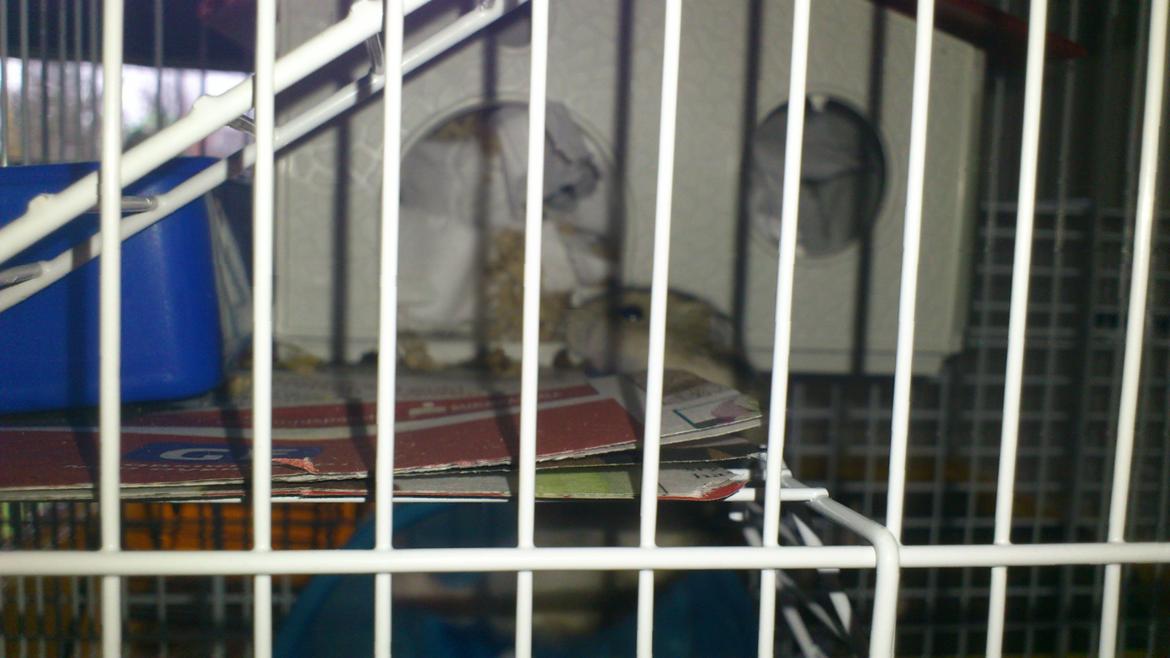 Dværghamster Mumle billede 13