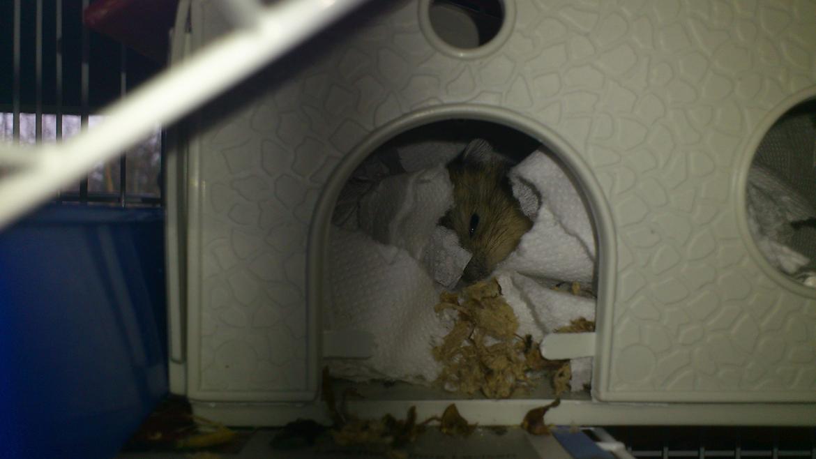 Dværghamster Mumle - Gør sig klar til at sove. billede 14