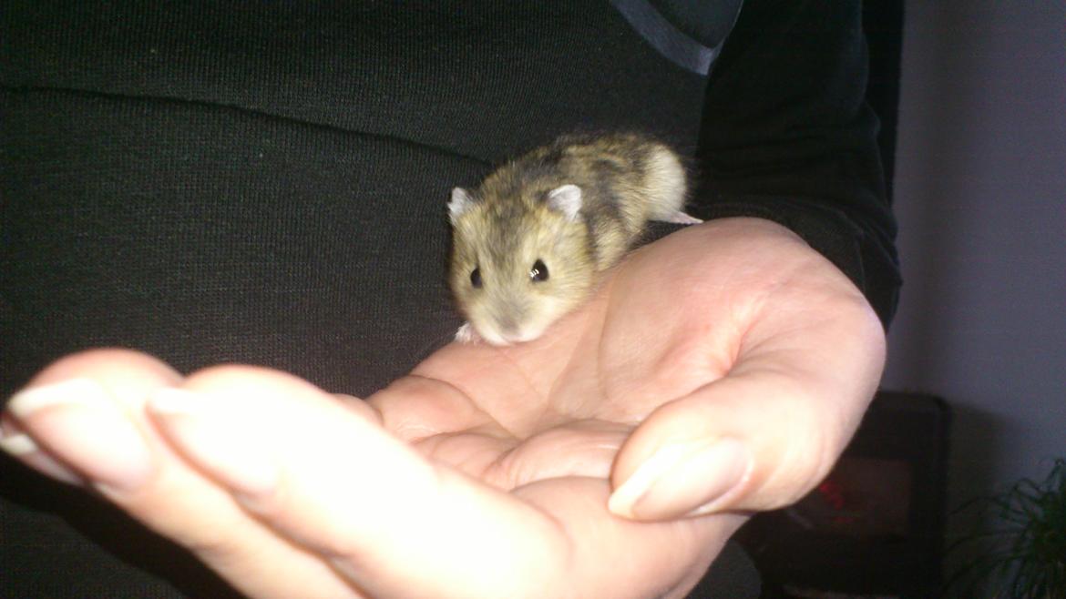 Dværghamster Mumle billede 15