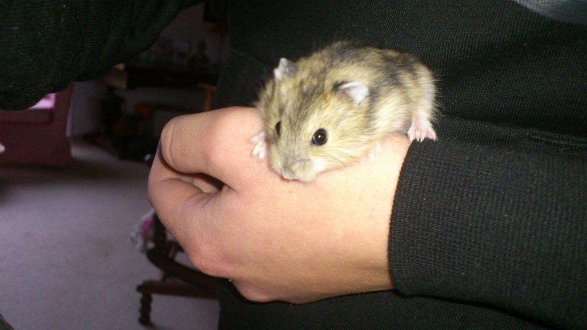 Dværghamster Mumle billede 16