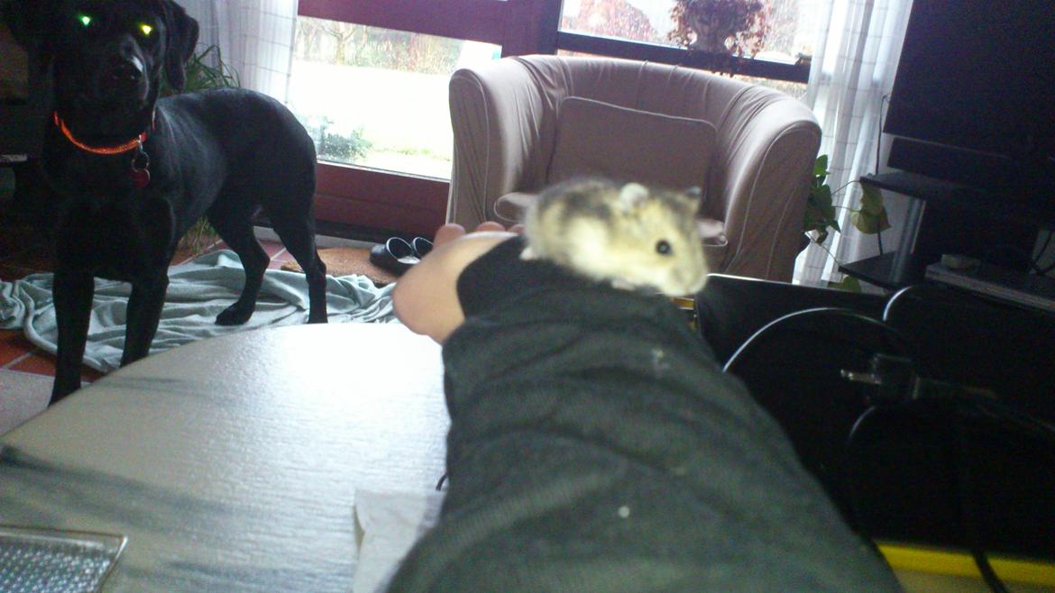 Dværghamster Mumle billede 17