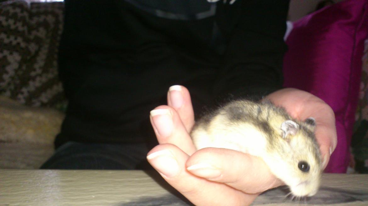 Dværghamster Mumle billede 18