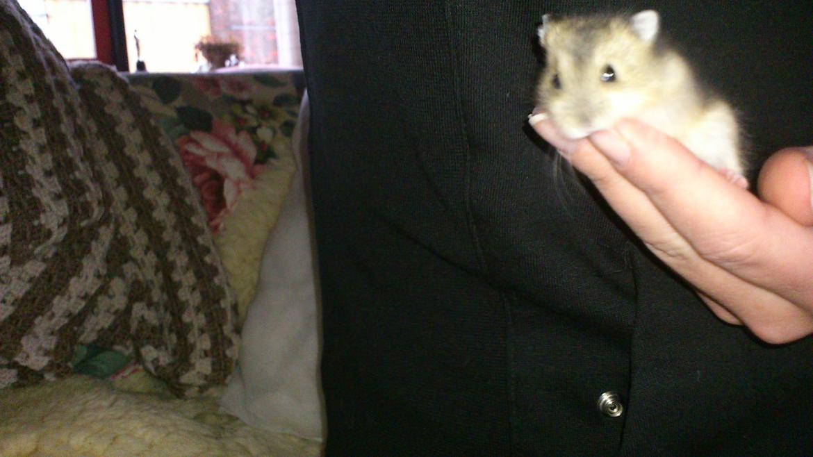 Dværghamster Mumle billede 19