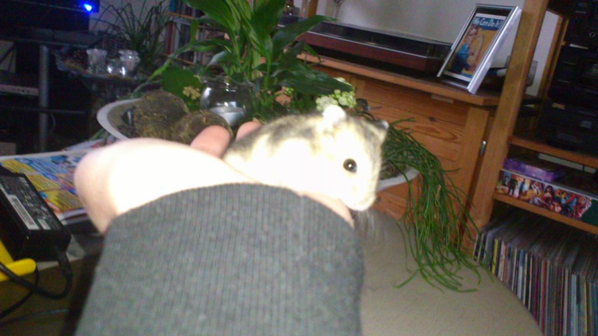 Dværghamster Mumle billede 20