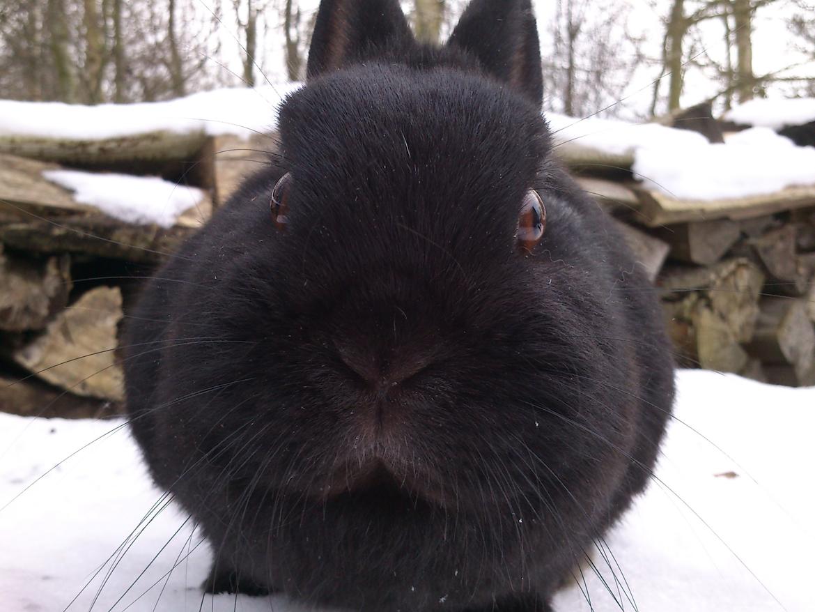 Kanin Hermelingårdens Barry*R.I.P* billede 11