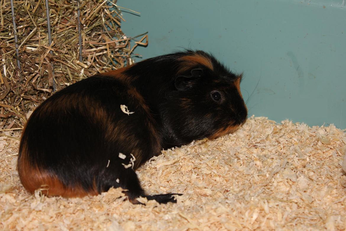 Marsvin Chobby - Afslapning..;D billede 6