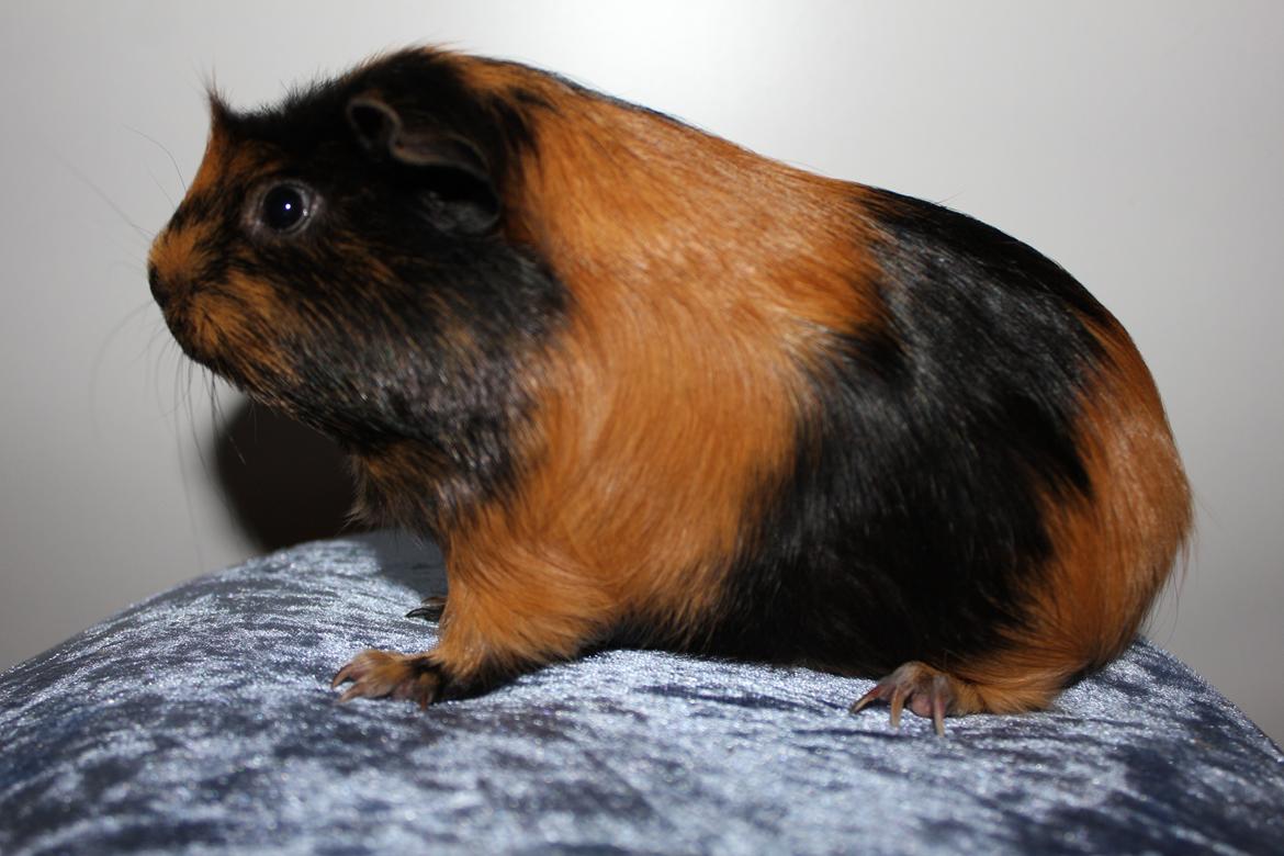 Marsvin Chobby - Et 'model' billede af hende, som var svært at tage da dyret hellere vil ud og løbe..;D billede 7