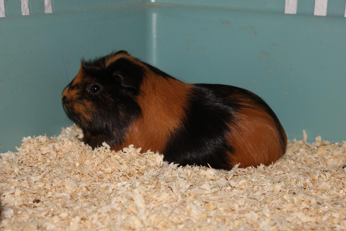 Marsvin Chobby - Chobby..:-D billede 8