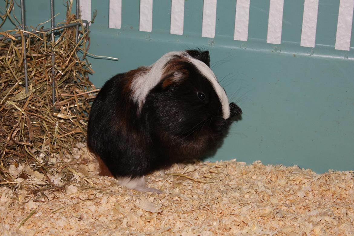 Marsvin Bette Skid - Bette Skid når hun pudser sig..;D billede 1