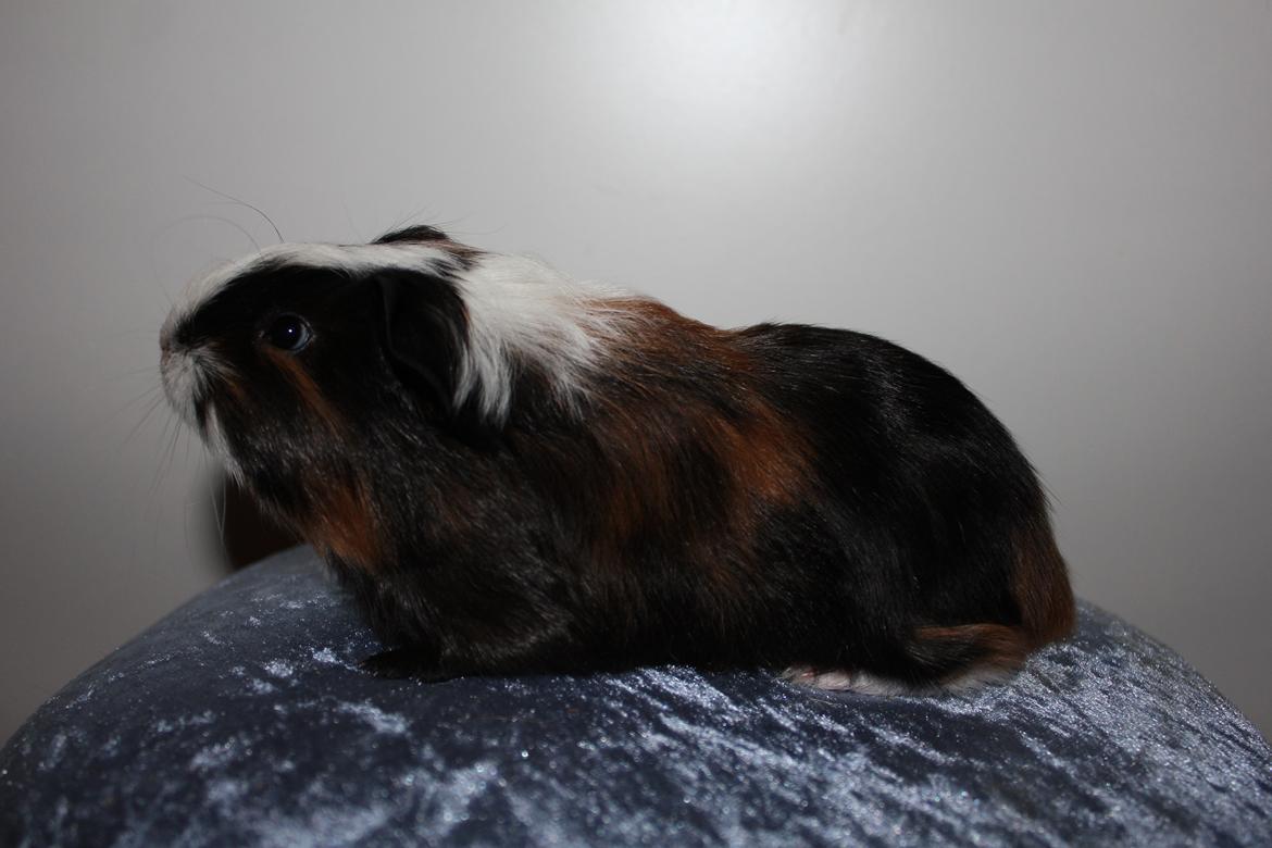 Marsvin Bette Skid - Bette Skid..;D billede 2