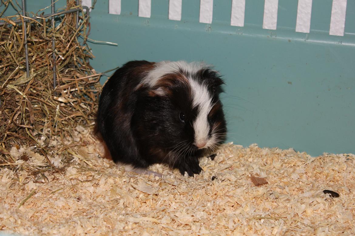 Marsvin Bette Skid - Sød og pjusket efter en pusning..:-'D  billede 3