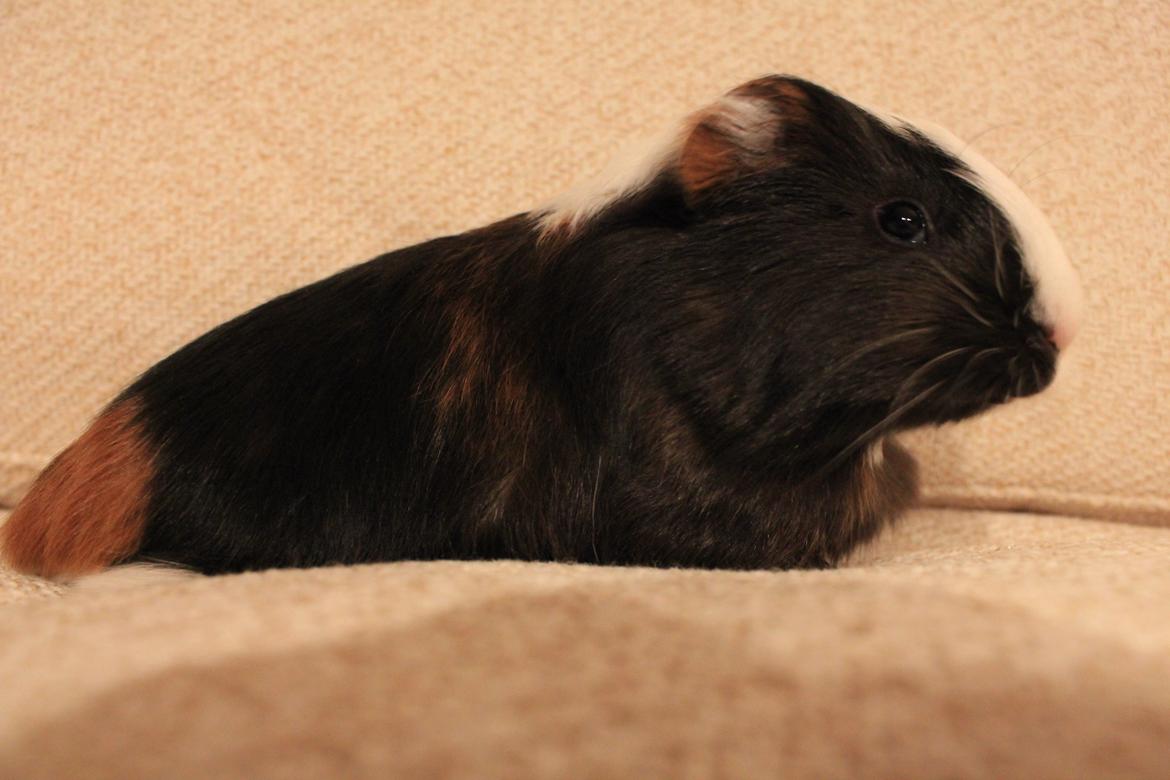 Marsvin Bette Skid - Tjaa? billede 4