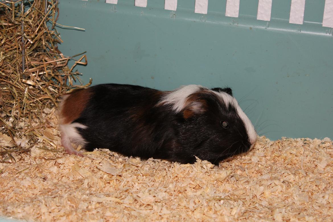 Marsvin Bette Skid - Afslapning..(; billede 5