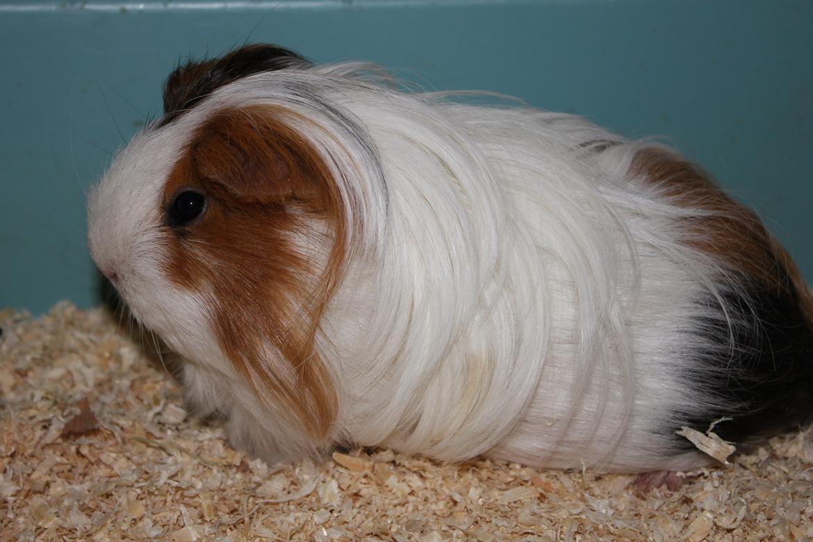 Marsvin Ariel von Sortfod - Hygge i buret..;D billede 2