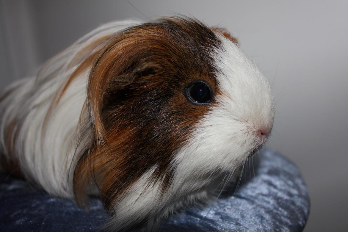 Marsvin Ariel von Sortfod - Ariel! :D billede 1