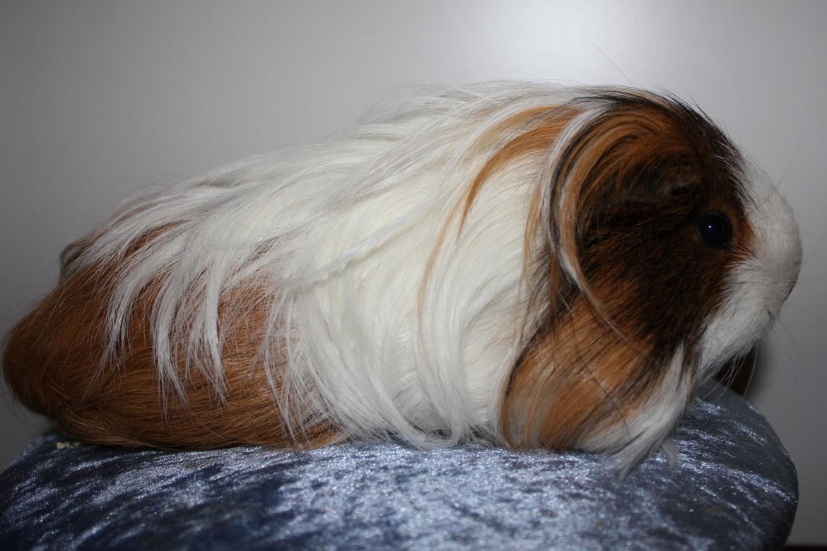 Marsvin Ariel von Sortfod - :D billede 3