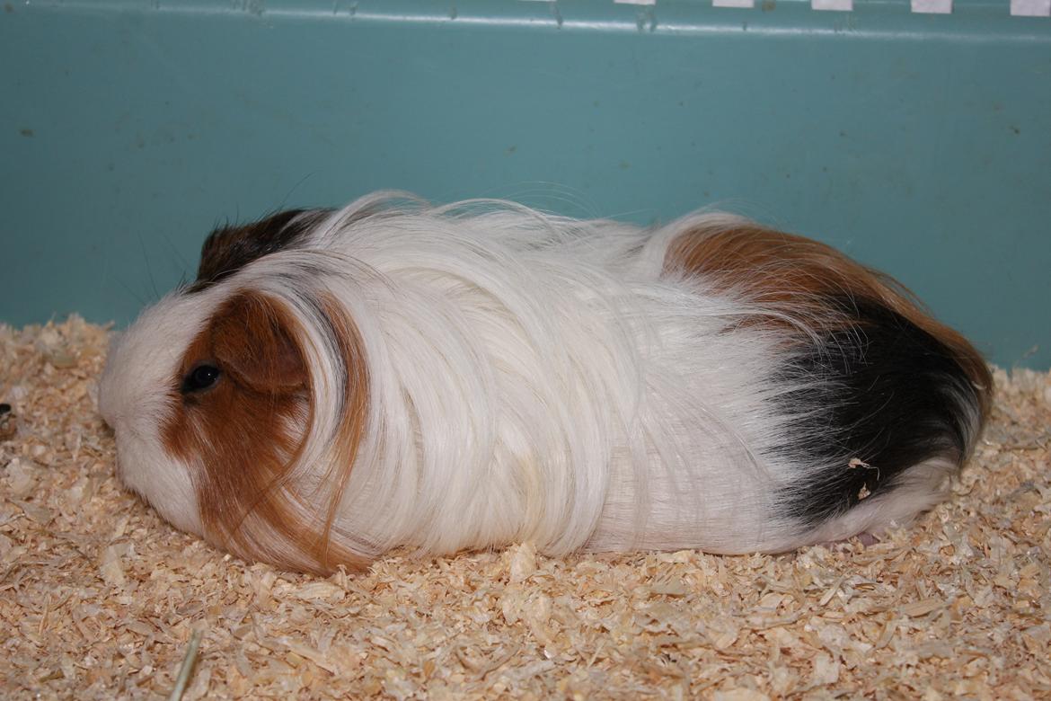 Marsvin Ariel von Sortfod - Afslapning..;) billede 4