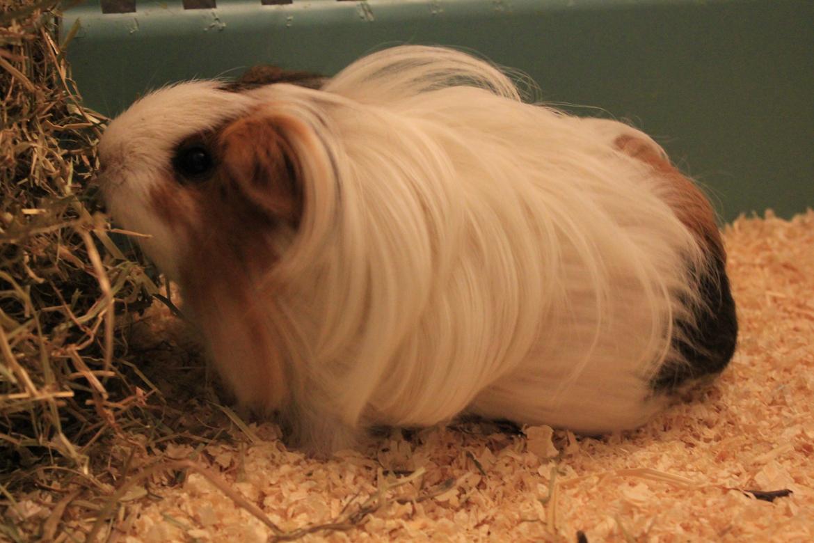 Marsvin Ariel von Sortfod - Ariel og høhækken..:;) billede 5